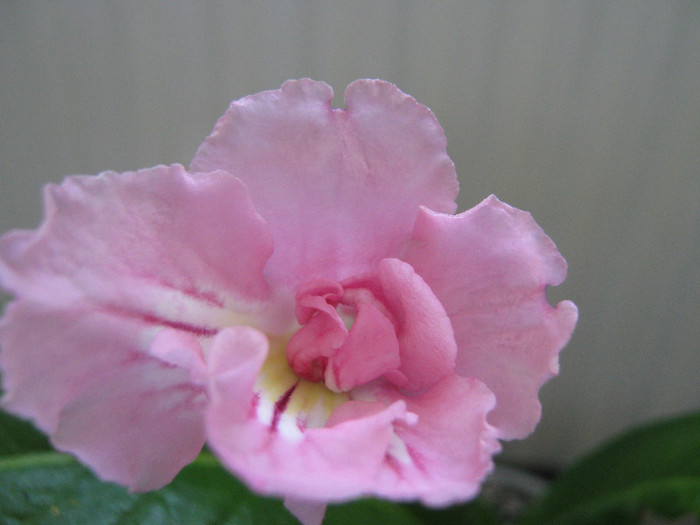  - streptocarpus Pink Souffle
