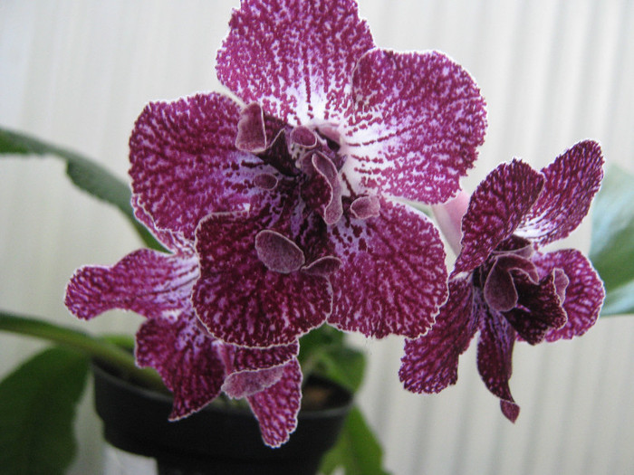  - streptocarpus DS Ekspressija - Dimetris