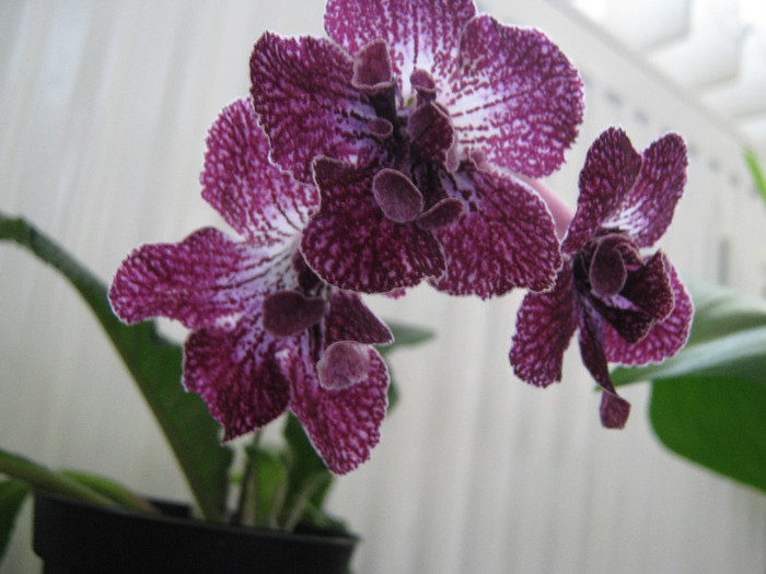  - streptocarpus DS Ekspressija - Dimetris