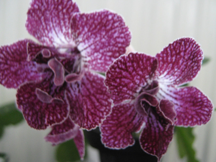  - streptocarpus DS Ekspressija - Dimetris