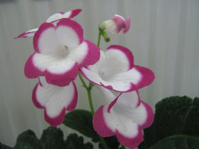 rose halo - streptocarpusi