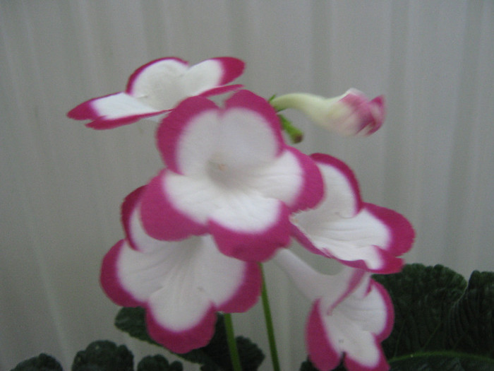  - streptocarpusi