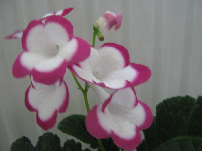  - streptocarpus Rose Halo