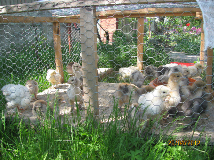 29.04.2012 - Pui si gaini 2012