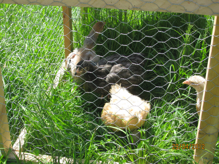 29.04.2012 - Pui si gaini 2012