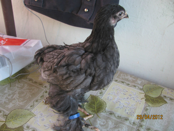 RO 24 G 835 - Pui si gaini 2012