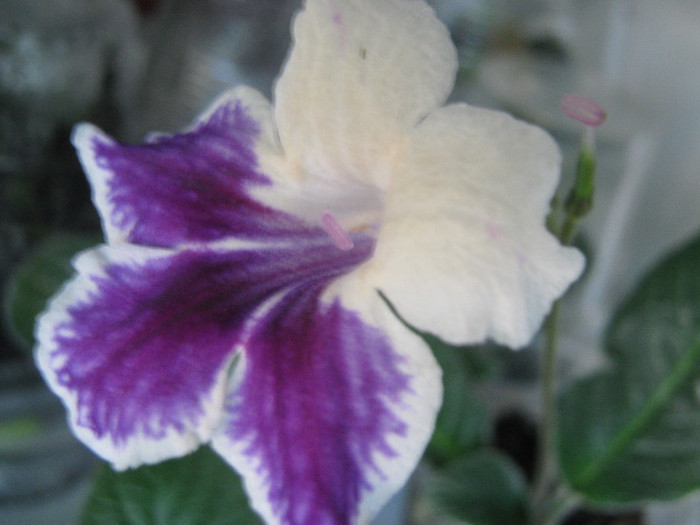  - streptocarpus Bristols Tie Dyed