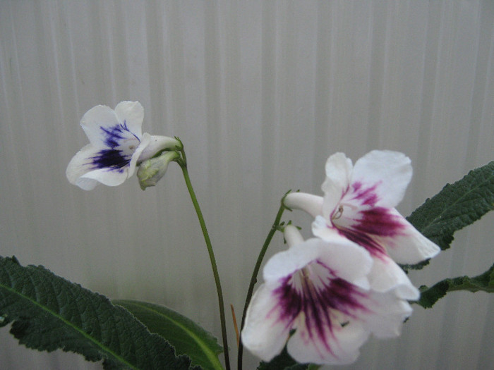  - streptocarpus DS Epatazh -Dimetris