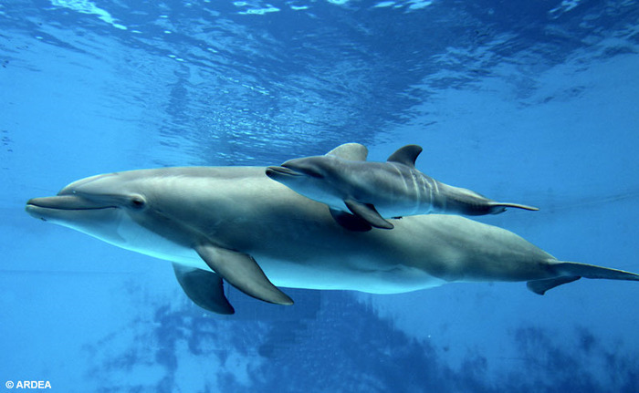 baby-bottlenose-dolphin-with-mother - delfini