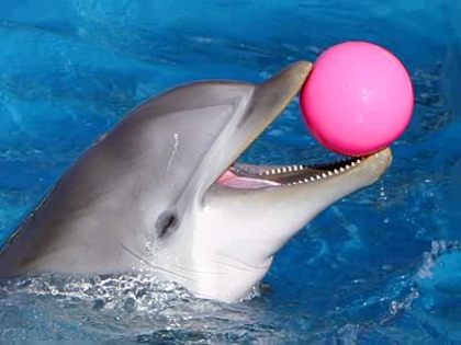 Dolphin_Ball - delfini