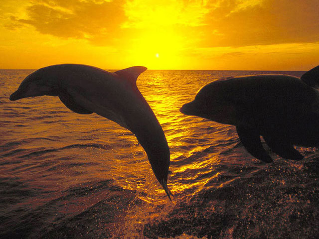 Free_Dolphin_Screensaver_1441 - delfini