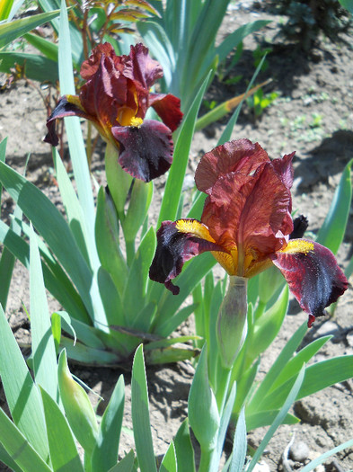 little buccaneer - irisi 2012