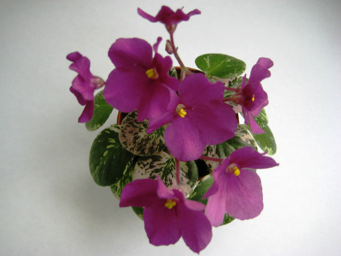 IMG_1109 - Lyons Minnie HaHa