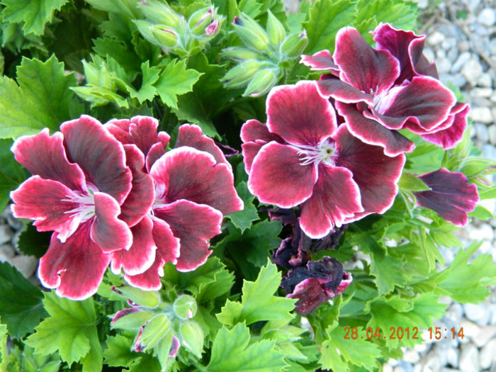 cateva - SIMFONIA LALELELOR