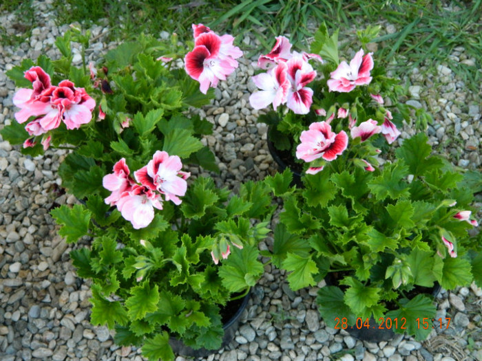 englezesti - SIMFONIA LALELELOR