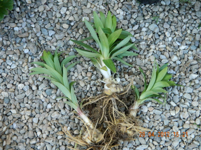 crini asiatici galbeni