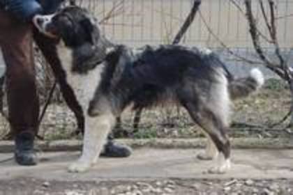 carpatina aral dream nonstandard