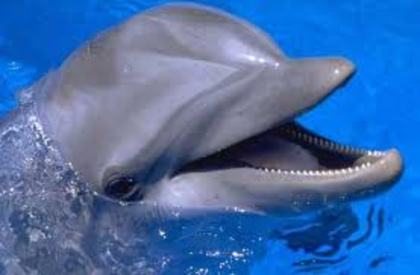 BOB - delfini dulci