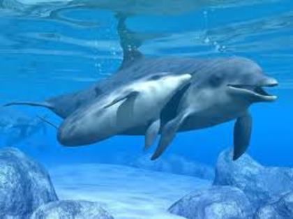 UHJ - delfini dulci