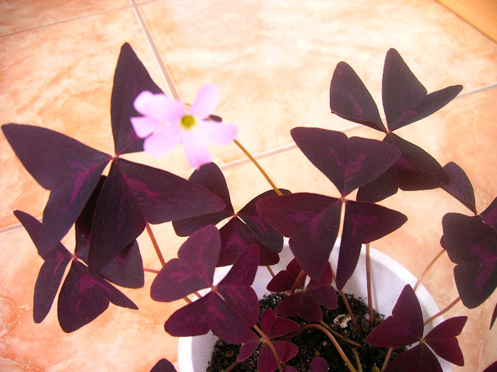 IMAG0019 - Diverse flori