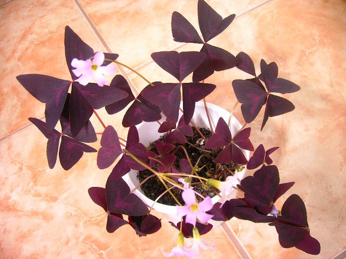 IMAG0020 - Diverse flori
