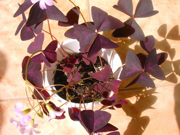 IMAG0021 - Diverse flori