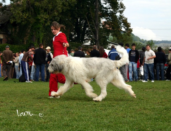 Bucur de Curtea Veche metis