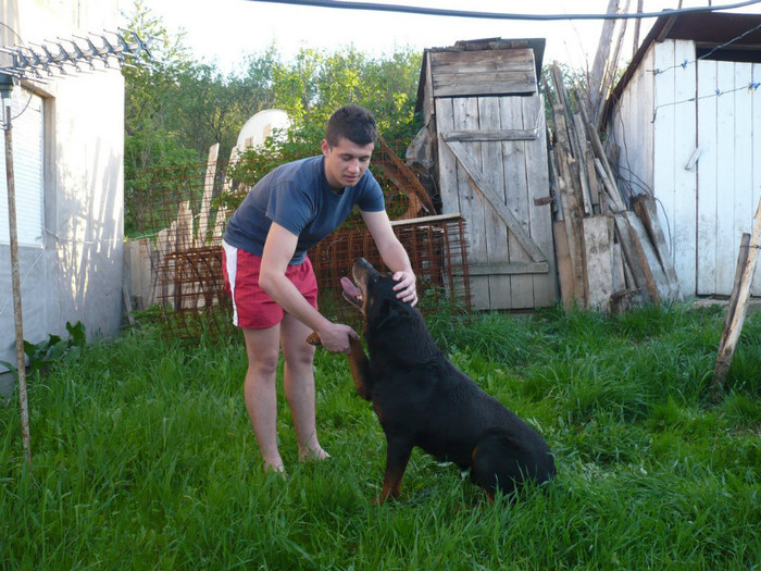 Mascul Rottweiler - Rex - paza urecheatilor