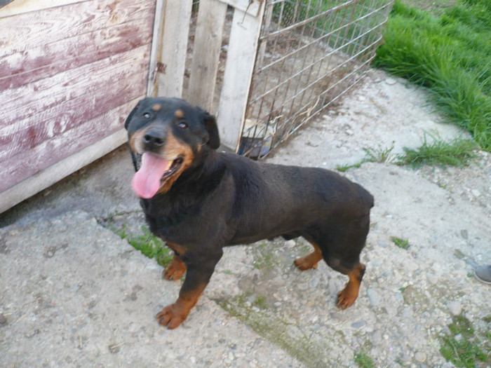 Mascul Rottweiler