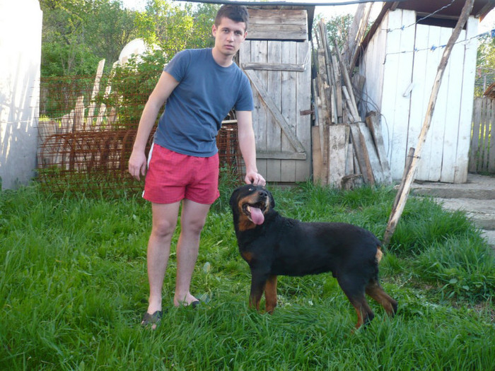 Mascul Rottweiler - Rex - paza urecheatilor