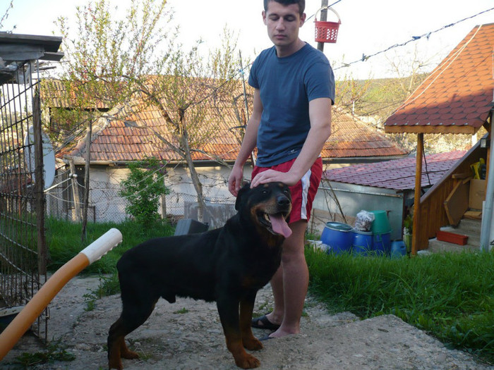 Mascul Rottweiler