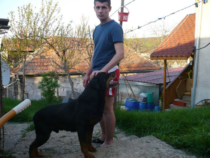 Mascul Rottweiler