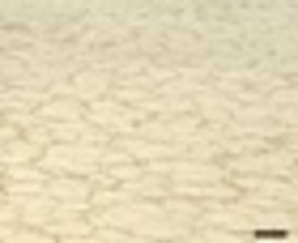 21501403_JSSKKDLWI_009