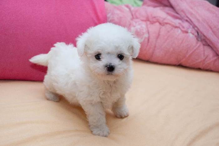 pic177290_caine_Bichon - Catelusi