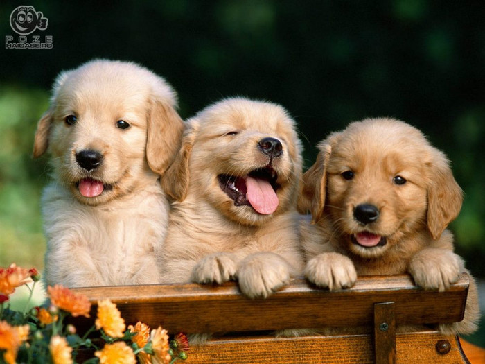Golden_Retriever_catelusi