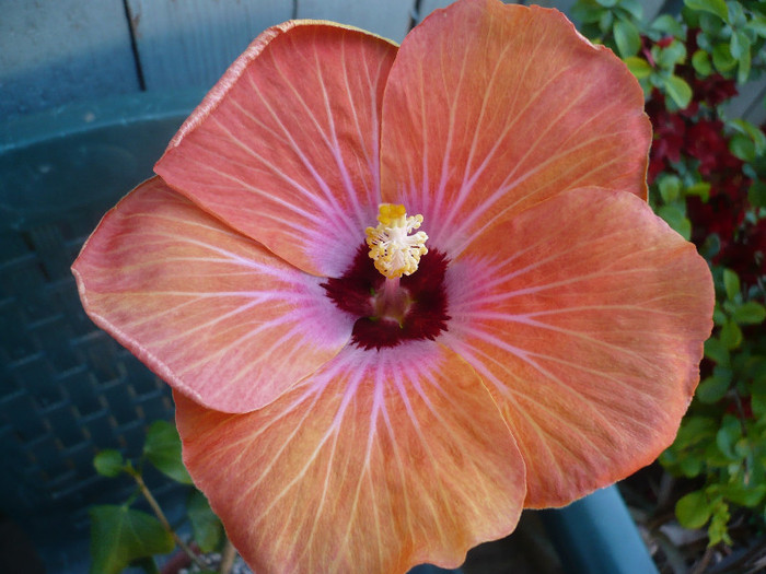 P1120963