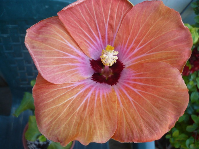P1120965