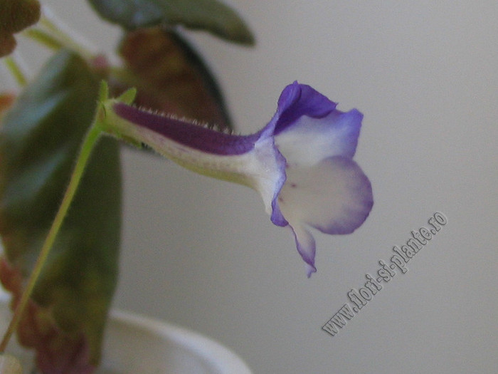 Sinningia Razzmatazz - GLOXINIA _ SINNINGIA