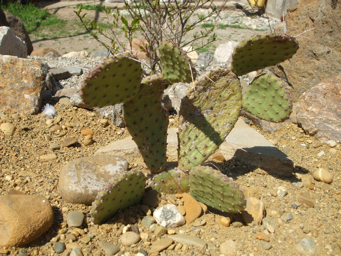 DSCF0015 - Cactusi hardy