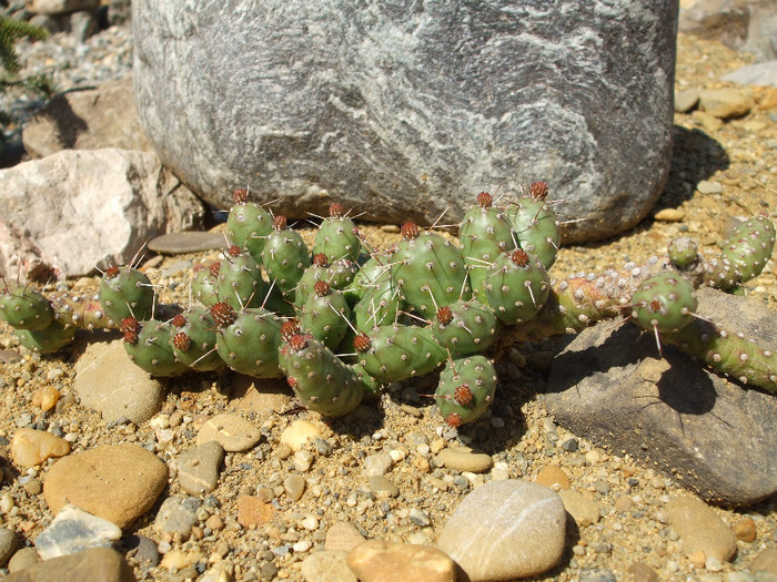 DSCF0018 - Cactusi hardy