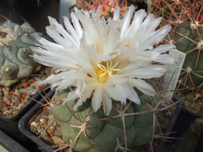 DSCF9786 - CACTUSI SI FLORI