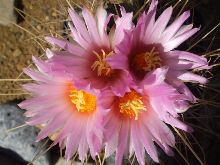 DSCF0012 - CACTUSI SI FLORI