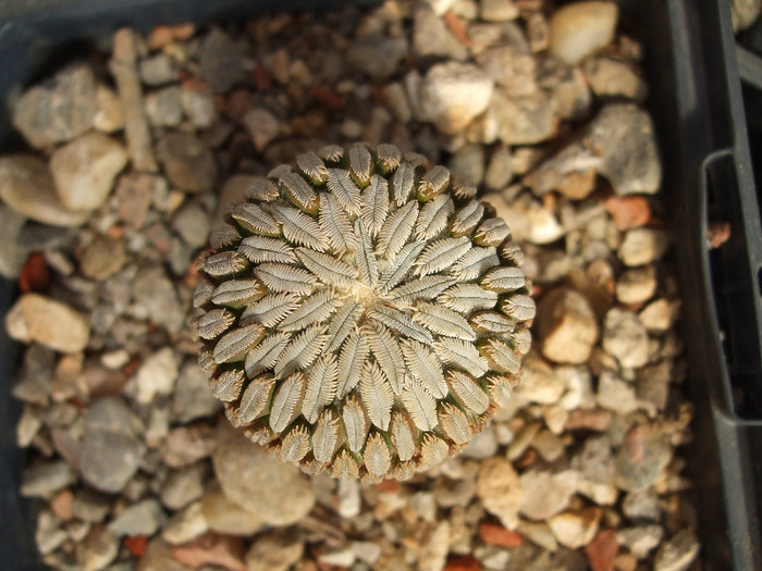 DSCF0024 - CACTUSI SI FLORI