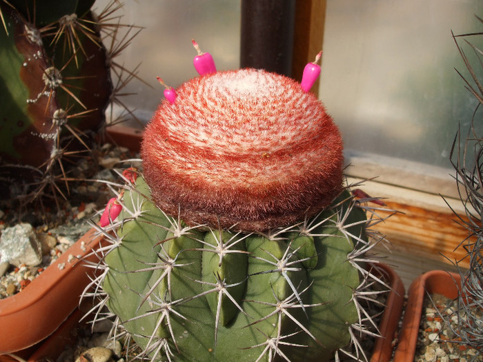 DSCF9041 - CACTUSI SI FLORI