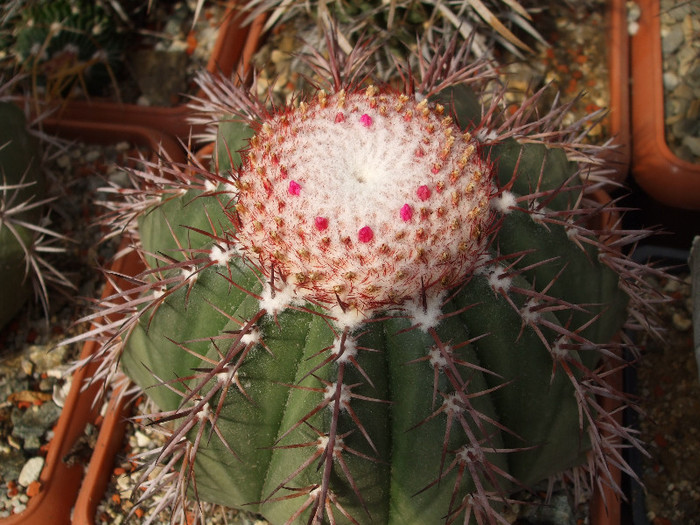 DSCF9043 - CACTUSI SI FLORI