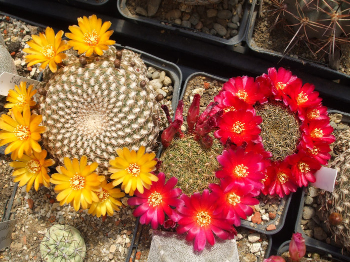 DSCF9701 - CACTUSI SI FLORI