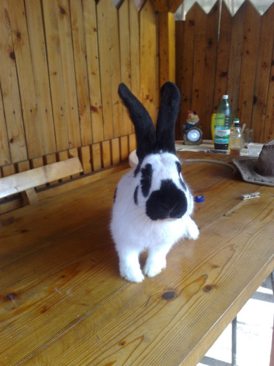 MASCUL FLUTURE GERMAN 6LUNI (6)