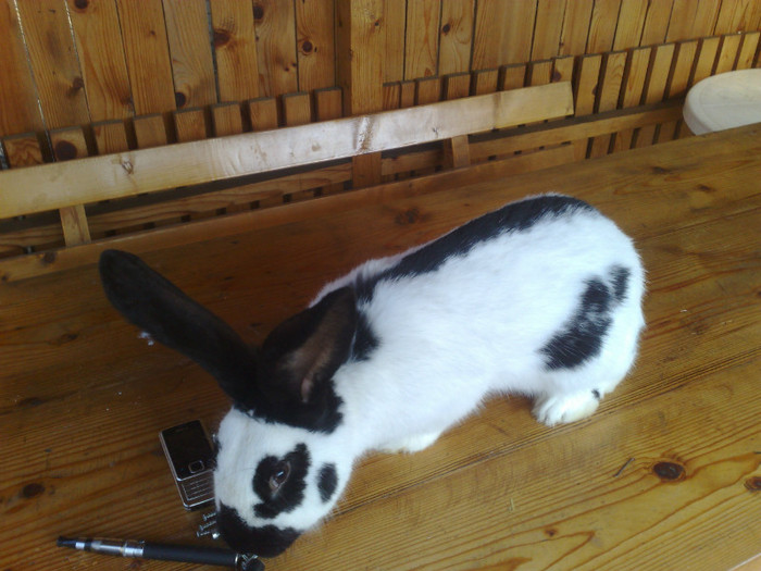 MASCUL FLUTURE GERMAN 6LUNI (1)