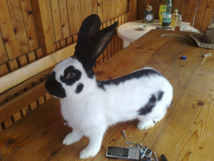 MASCUL FLUTURE GERMAN 6LUNI (2)