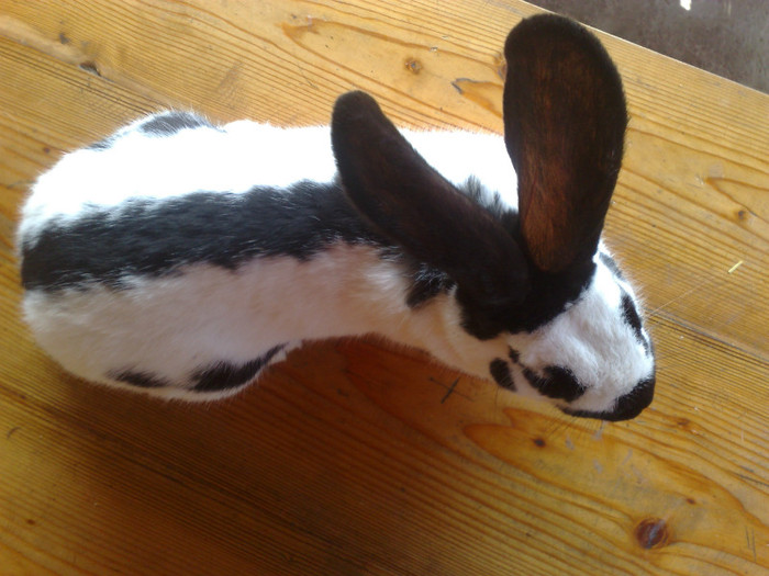 MASCUL FLUTURE GERMAN 6LUNI (3)